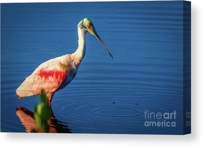 Spoonbill Canvas Print featuring the photograph Spoonbill Dribble by Tom Claud