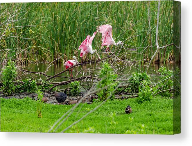 Spoonbill Canvas Print featuring the photograph Spoonbills Playing Follow the Leader by Debra Martz