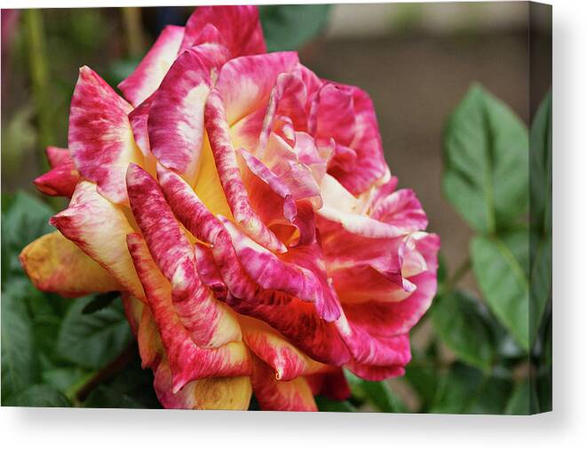 Rose Canvas Print featuring the photograph Spotted Rose by Cate Franklyn