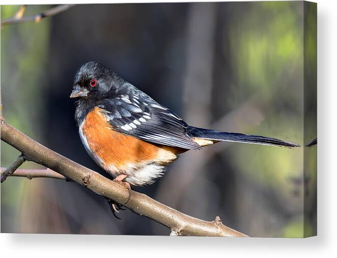 Spotted Towhee Canvas Print featuring the photograph Spotted Towhee Portrait by Kathleen Bishop