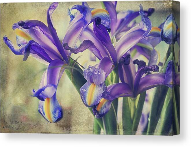 Iris Canvas Print featuring the photograph Spread Love by Laurie Search