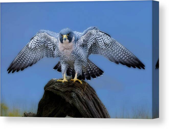 Peregrine Falcon Canvas Print featuring the photograph Spread wings by Dan Friend