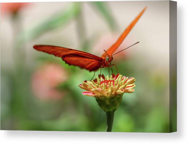 Butterfly Canvas Print featuring the photograph Spread your Wings by Mary Anne Delgado