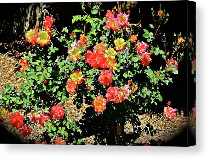 Flowers Canvas Print featuring the photograph Spreading Cheer by Diana Hatcher