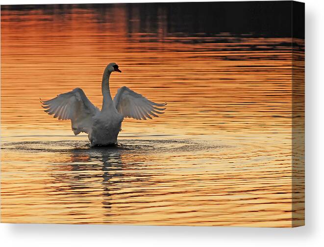 Swans At Dawn Canvas Print featuring the photograph Spreading Her Wings In Gold by Randall Branham