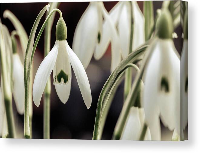 Nature Canvas Print featuring the photograph Spring by Andreas Levi