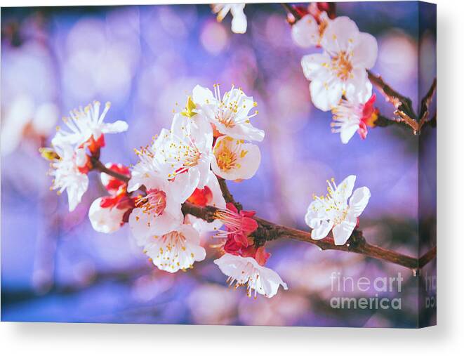 Cherry Blossom Canvas Print featuring the photograph Spring Arrives by Becqi Sherman