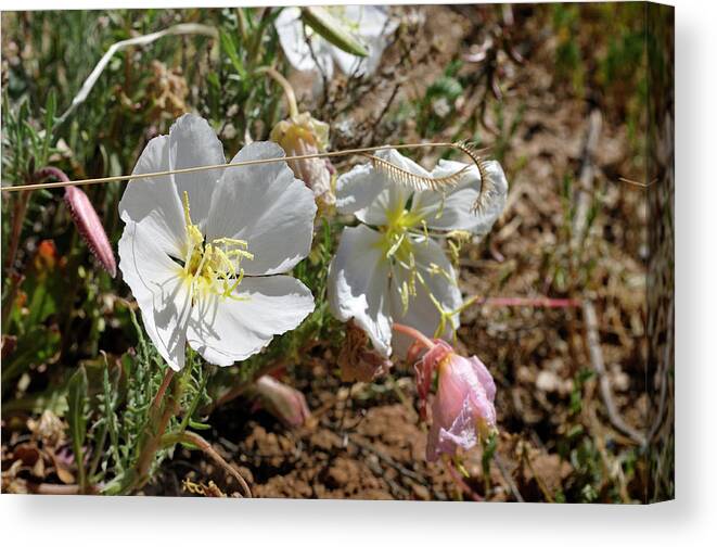 Landscape Canvas Print featuring the photograph Spring at Last by Ron Cline