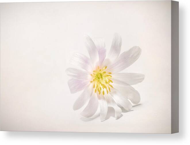 Blossom Canvas Print featuring the photograph Spring Blossom by Scott Norris