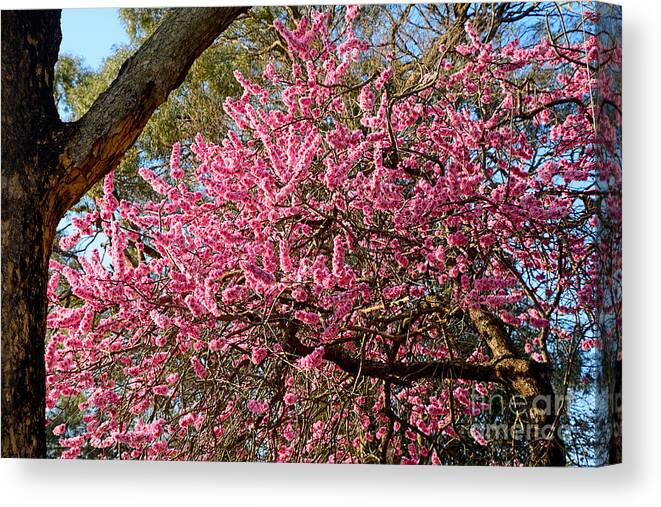 Photography Canvas Print featuring the photograph Spring Blossom Tree by Kaye Menner by Kaye Menner