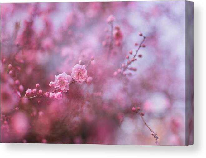Cherry Blossoms Canvas Print featuring the photograph Spring blossoms in their beauty by Kunal Mehra