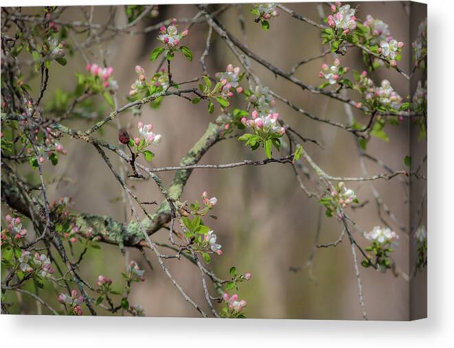300 Mm F/4 Is Usm Canvas Print featuring the photograph Spring Blossoms 2 by Mark Mille
