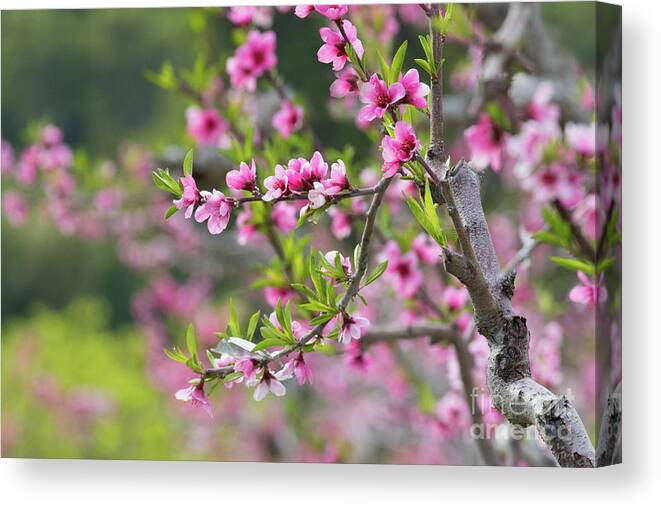Apple Blossoms Canvas Print featuring the photograph Spring Blossoms by Mimi Ditchie