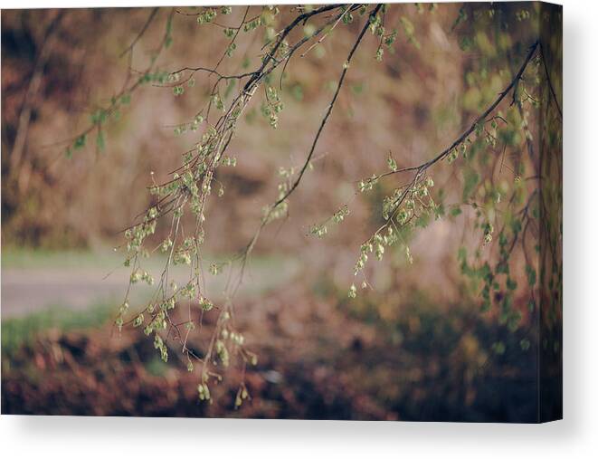 Spring Canvas Print featuring the photograph Spring Buds by Amber Flowers