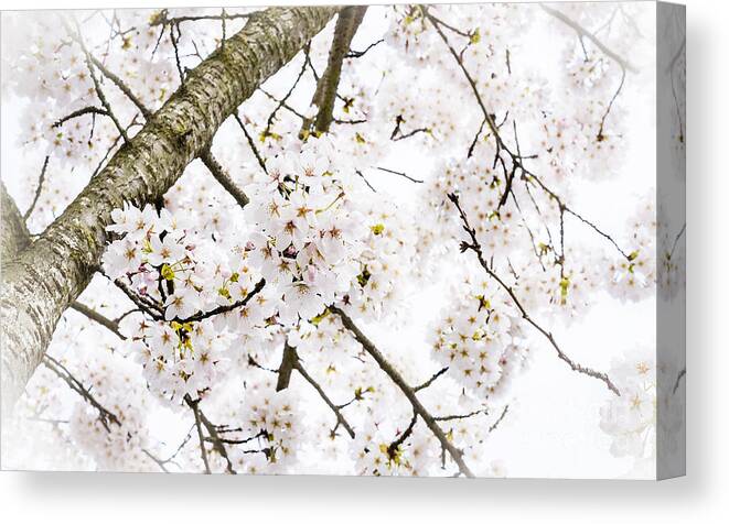 Dogwood Canvas Print featuring the photograph Spring Dogwood Blossoms by Mary Jane Armstrong