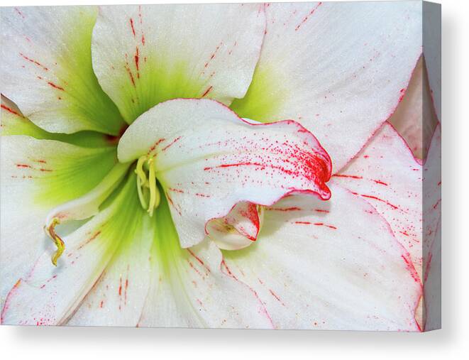 White Canvas Print featuring the photograph Spring Flower Macro by Bob Slitzan