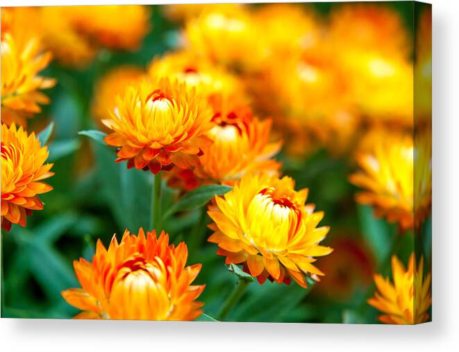 Spring Flowers Canvas Print featuring the photograph Spring Flowers In The Afternoon by Az Jackson
