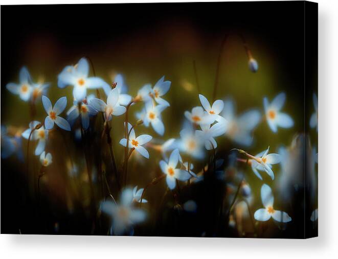 Flowers Canvas Print featuring the photograph Spring Gathering by Mike Eingle