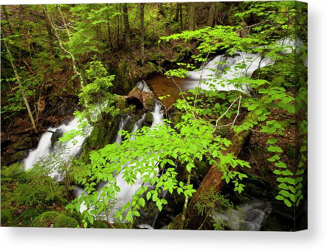Waterfalls Canvas Print featuring the photograph Spring Greens And Waterfalls #1 by Irwin Barrett