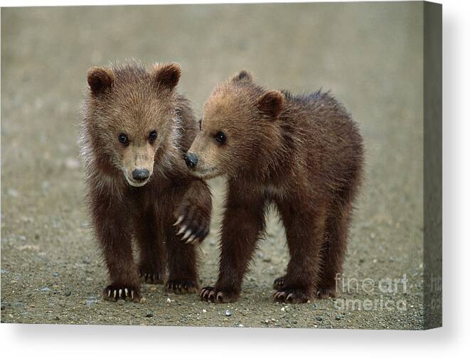 00340349 Canvas Print featuring the photograph Spring Grizzly Cubs in Denali by Yva Momatiuk John Eastcott