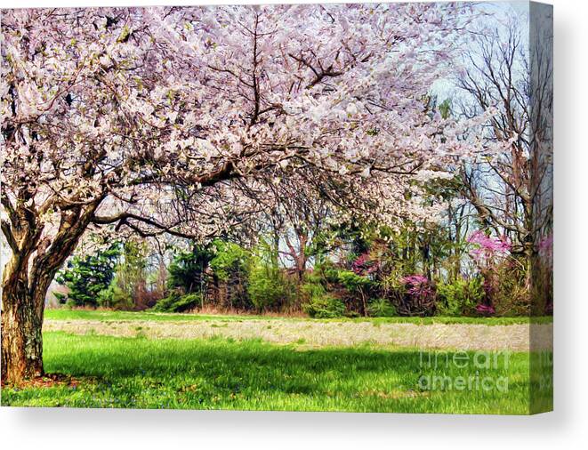 Spring Has Sprung Canvas Print featuring the photograph Spring has Sprung by Darren Fisher