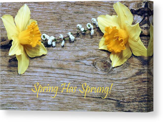 Nature Canvas Print featuring the photograph Spring Has Sprung by Sheila Brown