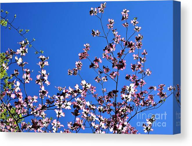Springtime Canvas Print featuring the photograph Spring in Louisville by Merle Grenz