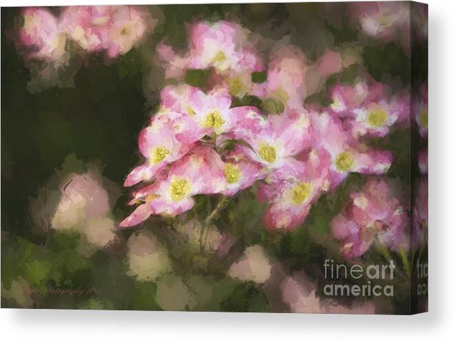 Dogwoods Canvas Print featuring the photograph Spring in Pink by Linda Blair