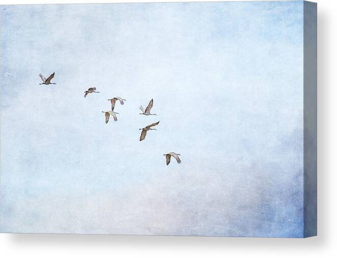 Sandhill Crane Canvas Print featuring the photograph Spring Migration - Textured by Kathy Adams Clark