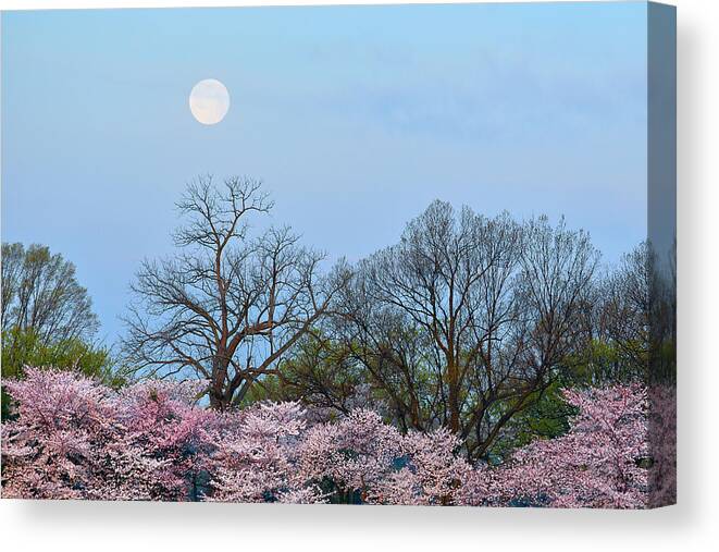 Spring Canvas Print featuring the photograph Spring Moon by Mitch Cat