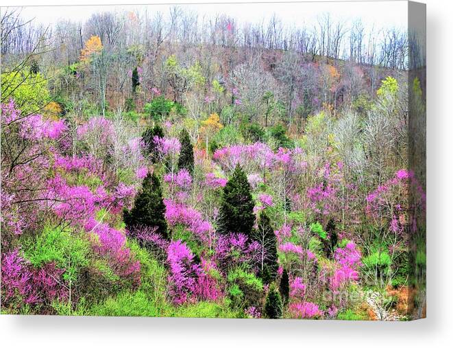 Spring Canvas Print featuring the photograph Spring of 16 Kentucky by Merle Grenz