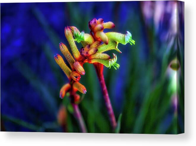 Kangaroo Paw Canvas Print featuring the photograph Spring Paw by Chris Hood