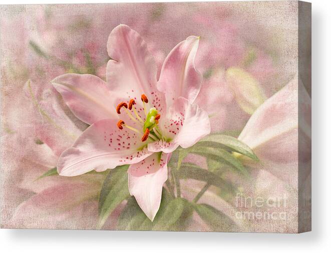Oriental Lilies Canvas Print featuring the photograph Spring Pink by Marilyn Cornwell