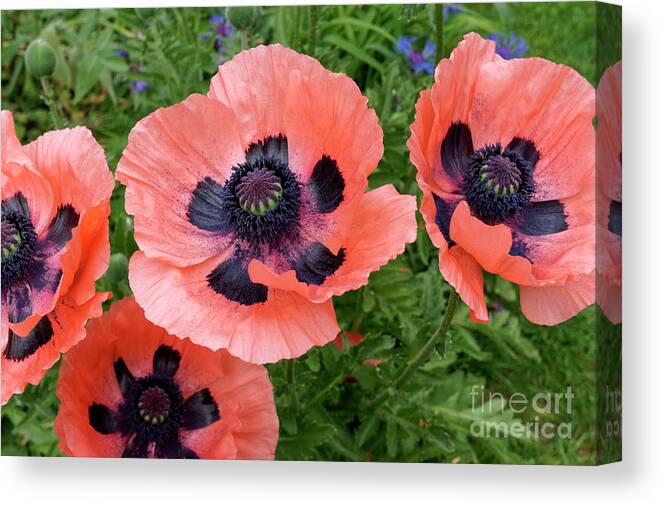 Poppies Canvas Print featuring the photograph Spring Poppies by John Mitchell