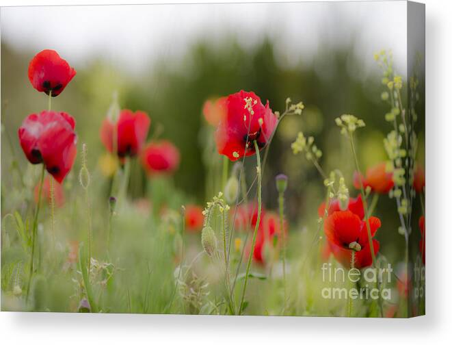Poppy Canvas Print featuring the digital art Spring Poppies by Perry Van Munster