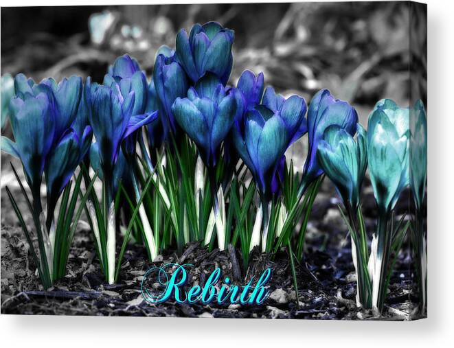Spring Canvas Print featuring the photograph Spring Rebirth - Text by Shelley Neff