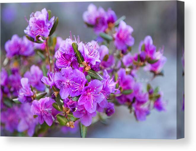 Landscape Canvas Print featuring the photograph Spring Rhododendron in Full Bloom by Victor Kovchin