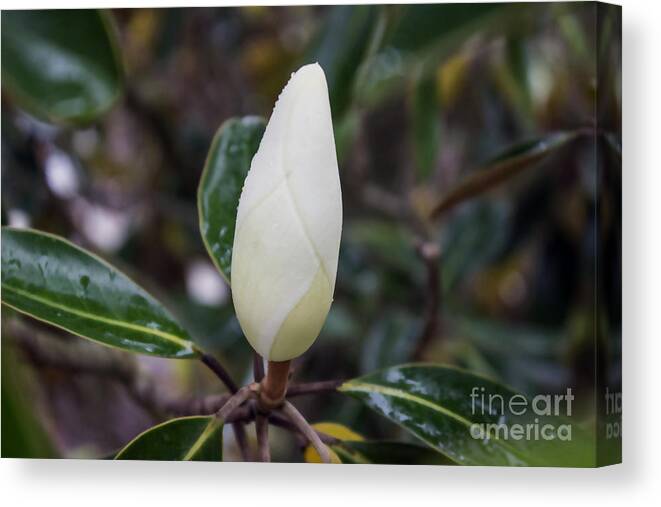 Magnolia Canvas Print featuring the photograph Spring Shower on Magnolia by Roberta Byram