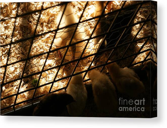 Duck Canvas Print featuring the photograph Spring Social by Linda Shafer