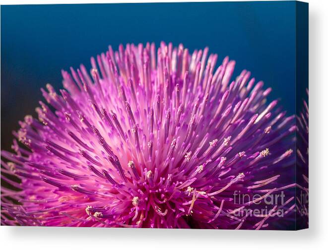 Spring Canvas Print featuring the photograph Spring Thistle in Bloom by Tom Claud