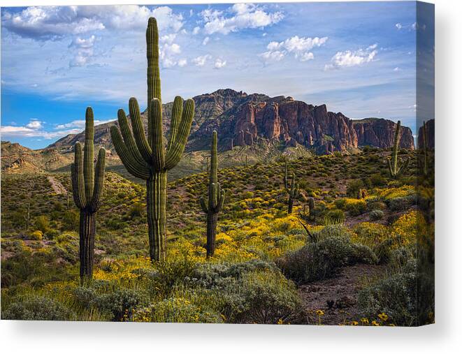 Superstitions Canvas Print featuring the photograph Spring time at the superstitions by Dave Dilli