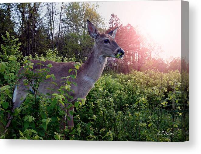Spring Canvas Print featuring the photograph Spring Time by Bill Stephens
