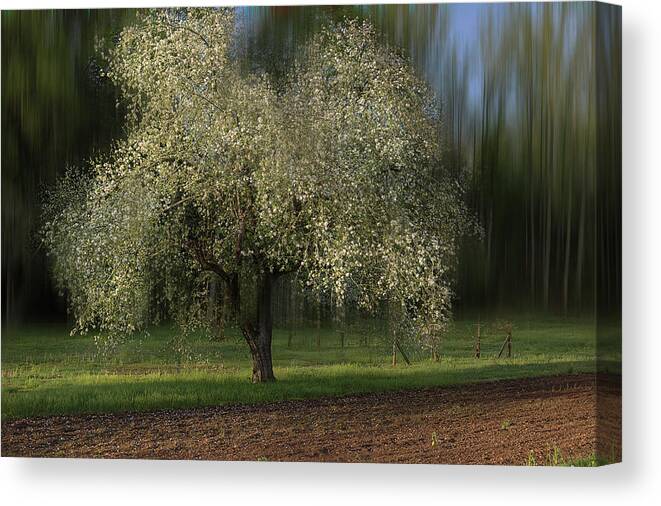 Apple Tree Canvas Print featuring the photograph Spring Time In The Country 2 by Mike Eingle
