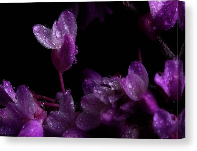 Redbud Canvas Print featuring the photograph Spring Time Redbud 5 by Mike Eingle