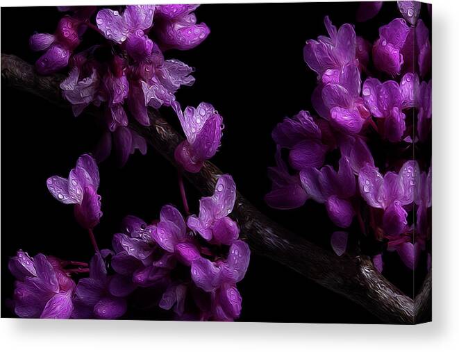 Redbud Canvas Print featuring the photograph Spring Time Redbud 7 by Mike Eingle
