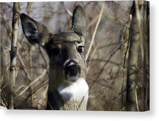Nature Canvas Print featuring the photograph Spring Whitetail by Wade Clark