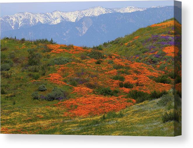 Wildflower Canvas Print featuring the photograph Spring wildflower display at Diamond Lake in California by Jetson Nguyen
