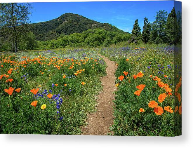 Wildflowers Canvas Print featuring the photograph Spring Wildflower Pathway by Lynn Bauer