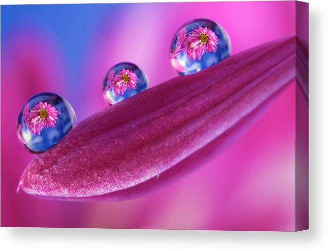 Macro Canvas Print featuring the photograph Spring by William Lee