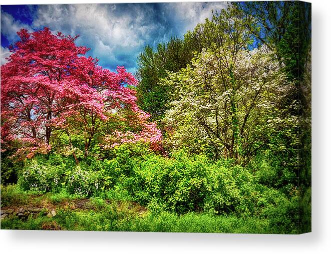 Nature Canvas Print featuring the photograph Springing Forward by Tricia Marchlik